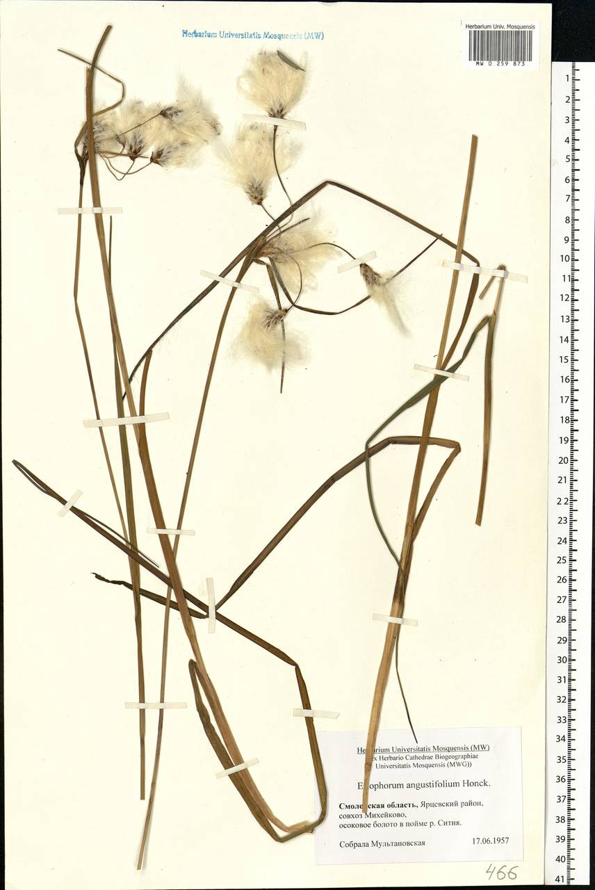 Eriophorum angustifolium Honck., Eastern Europe, Western region (E3) (Russia)