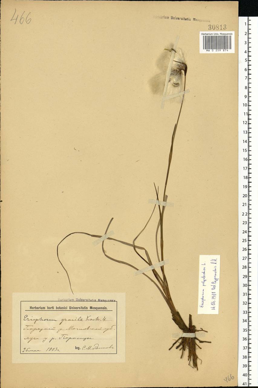 Eriophorum angustifolium Honck., Eastern Europe, Belarus (E3a) (Belarus)