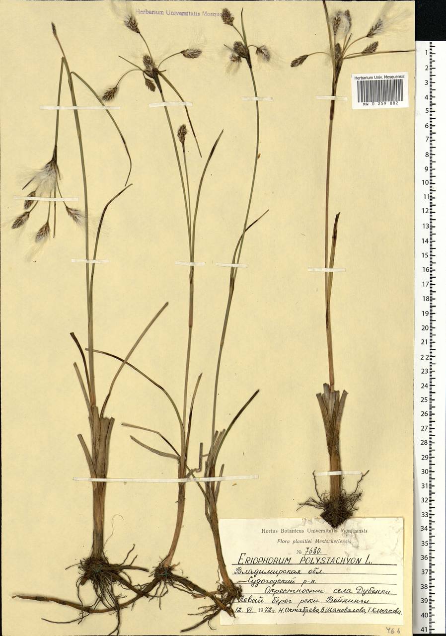 Eriophorum angustifolium Honck., Eastern Europe, Central region (E4) (Russia)