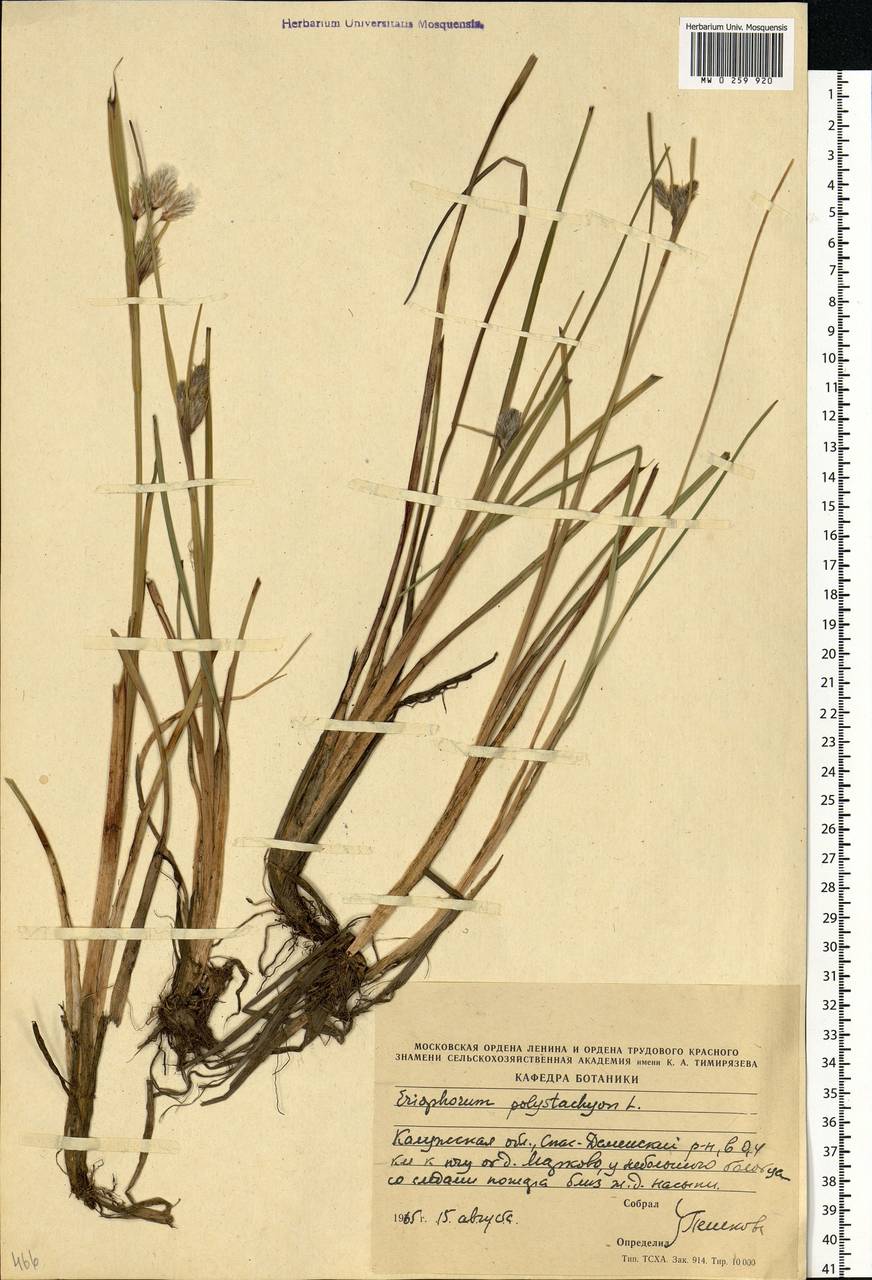 Eriophorum angustifolium Honck., Eastern Europe, Central region (E4) (Russia)