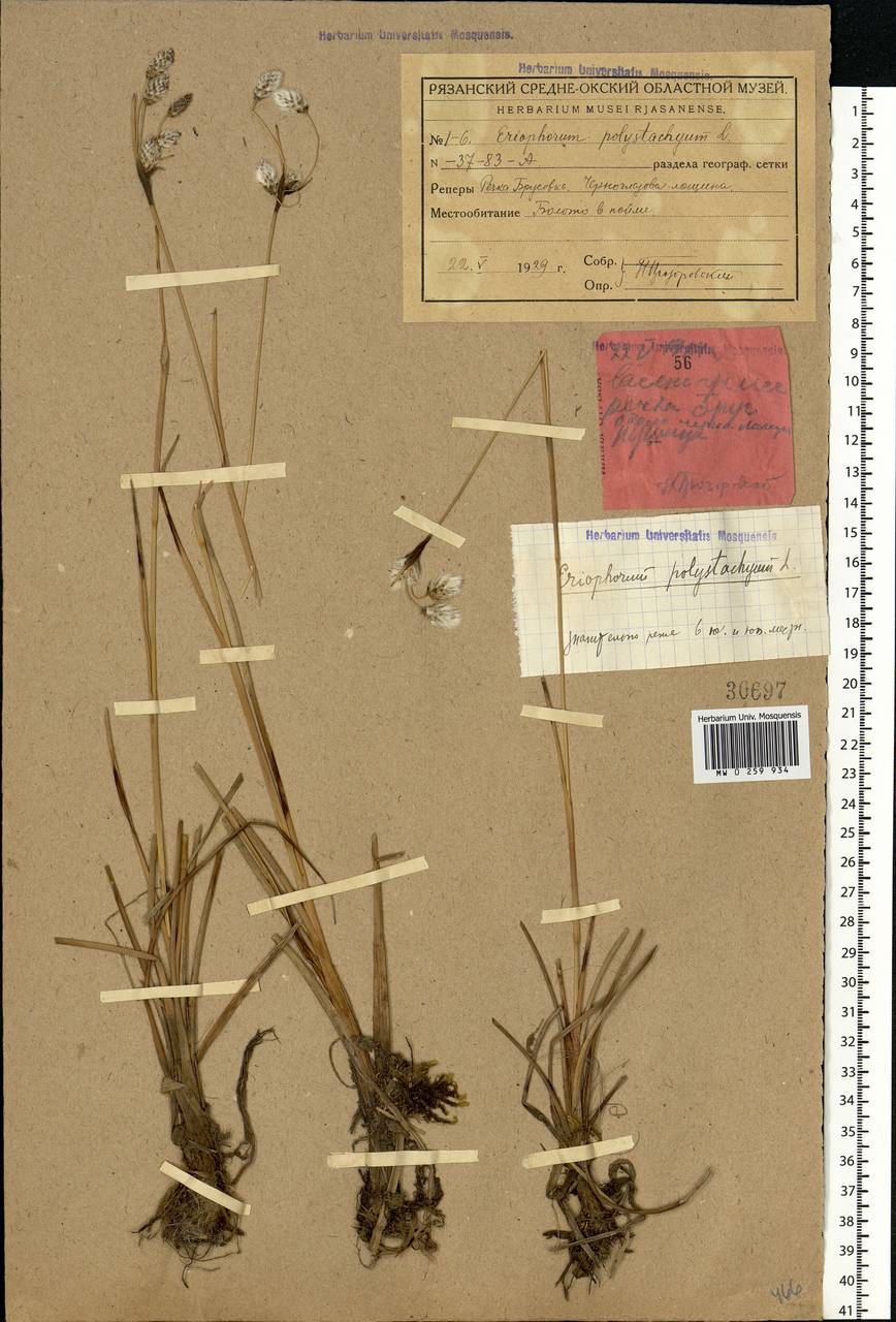 Eriophorum angustifolium Honck., Eastern Europe, Central region (E4) (Russia)