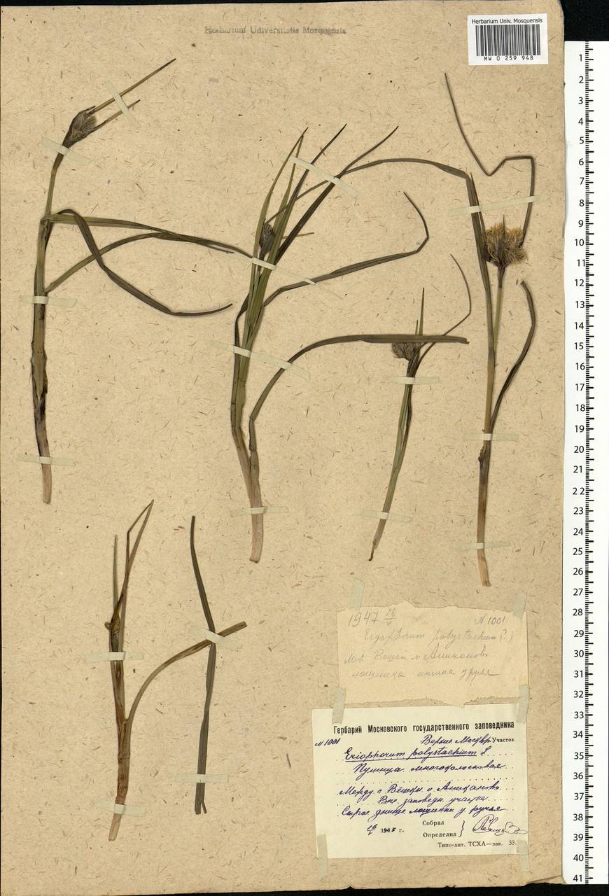 Eriophorum angustifolium Honck., Eastern Europe, Moscow region (E4a) (Russia)