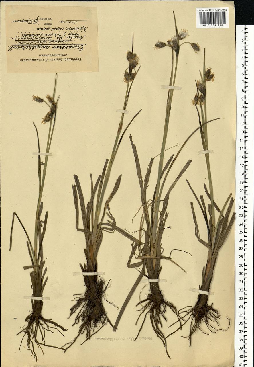 Eriophorum angustifolium Honck., Eastern Europe, Moscow region (E4a) (Russia)