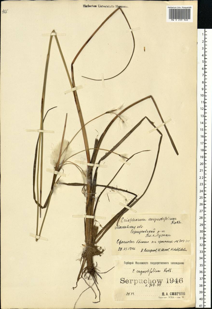 Eriophorum angustifolium Honck., Eastern Europe, Moscow region (E4a) (Russia)