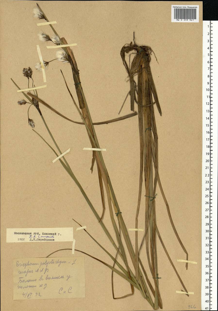 Eriophorum angustifolium Honck., Eastern Europe, Moscow region (E4a) (Russia)