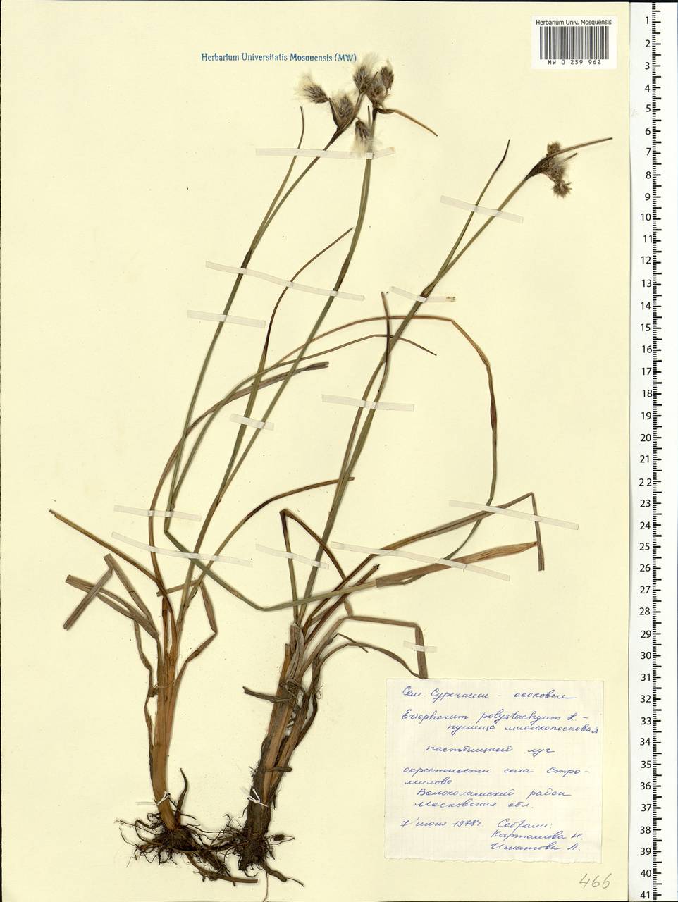 Eriophorum angustifolium Honck., Eastern Europe, Moscow region (E4a) (Russia)