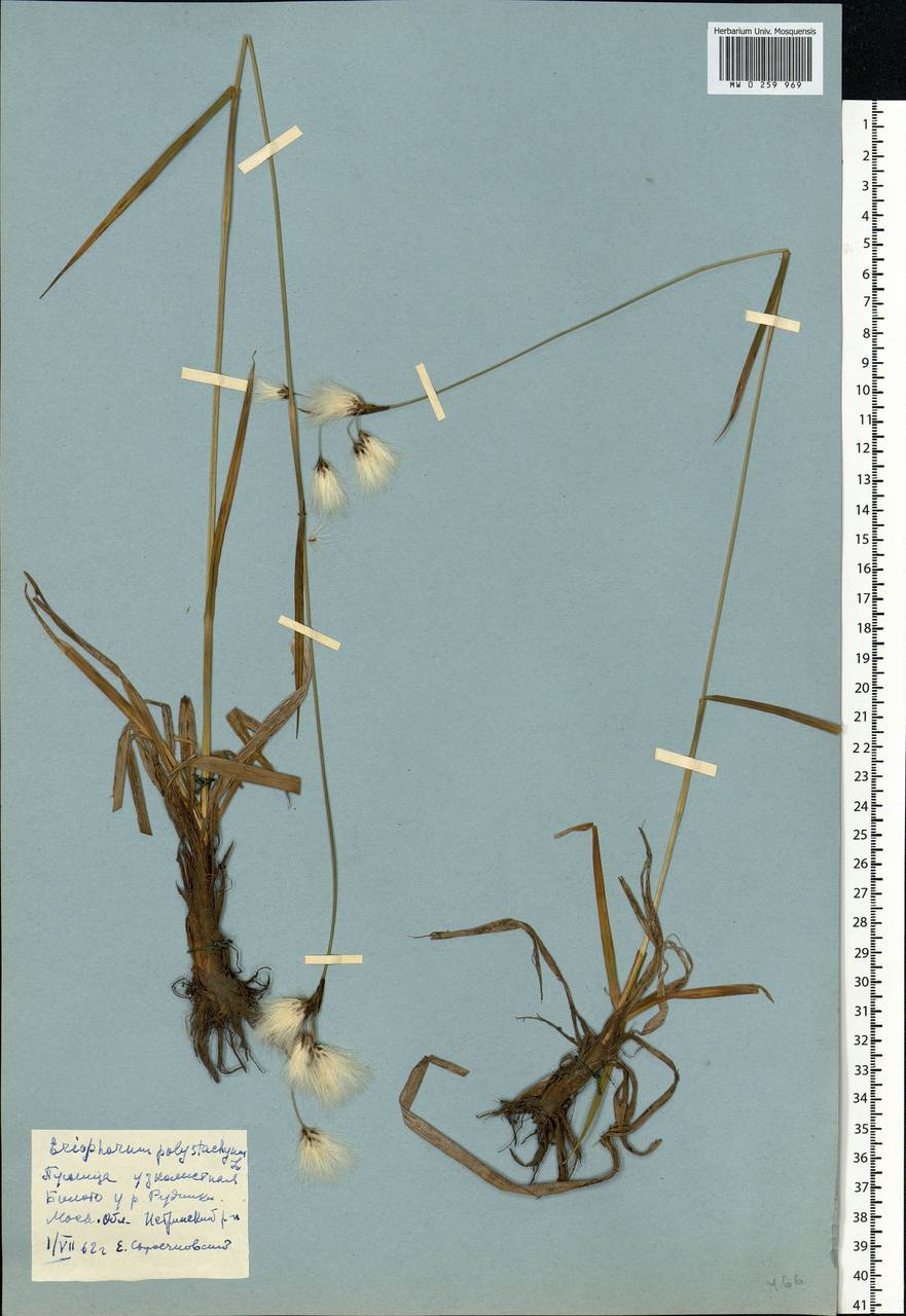 Eriophorum angustifolium Honck., Eastern Europe, Moscow region (E4a) (Russia)