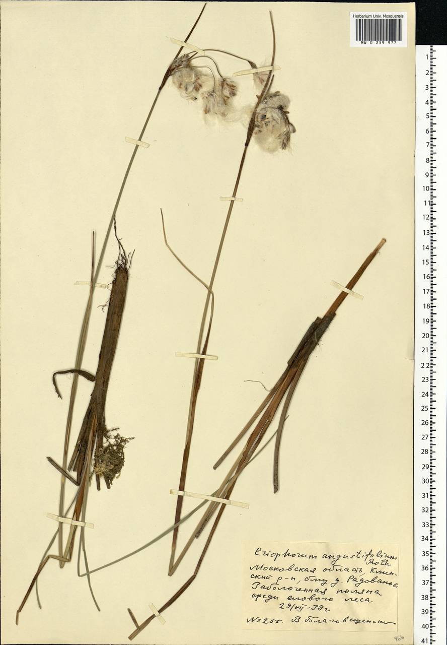 Eriophorum angustifolium Honck., Eastern Europe, Moscow region (E4a) (Russia)
