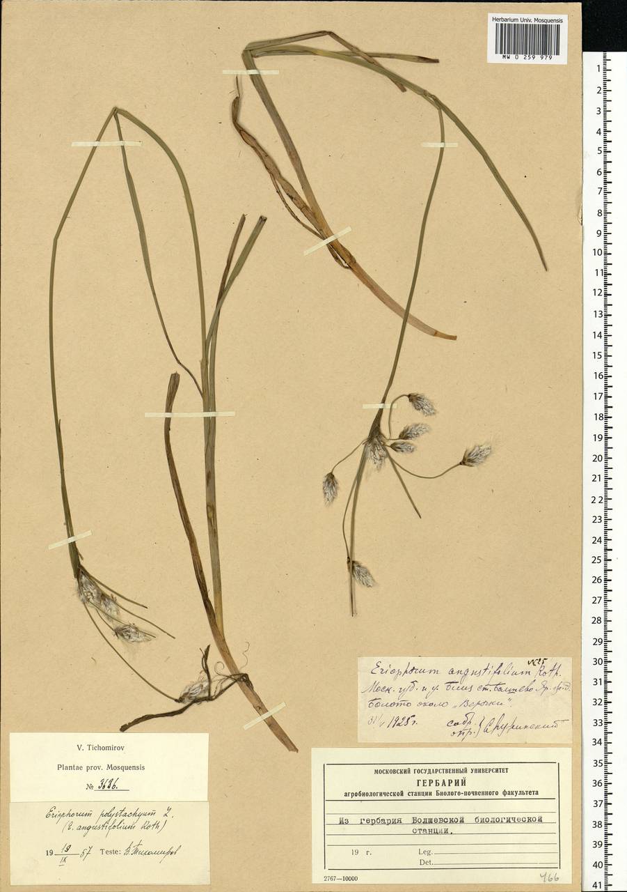 Eriophorum angustifolium Honck., Eastern Europe, Moscow region (E4a) (Russia)