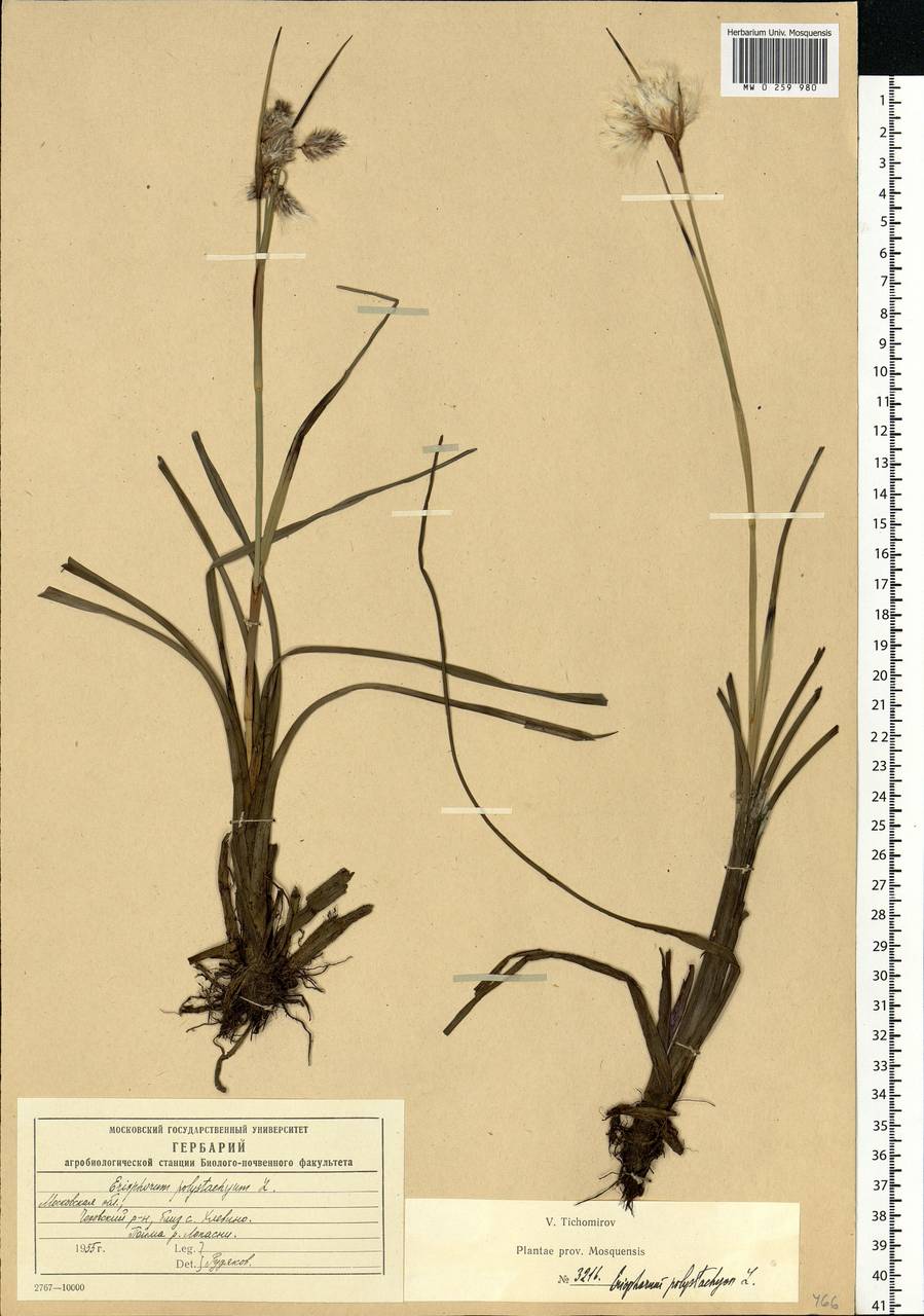 Eriophorum angustifolium Honck., Eastern Europe, Moscow region (E4a) (Russia)