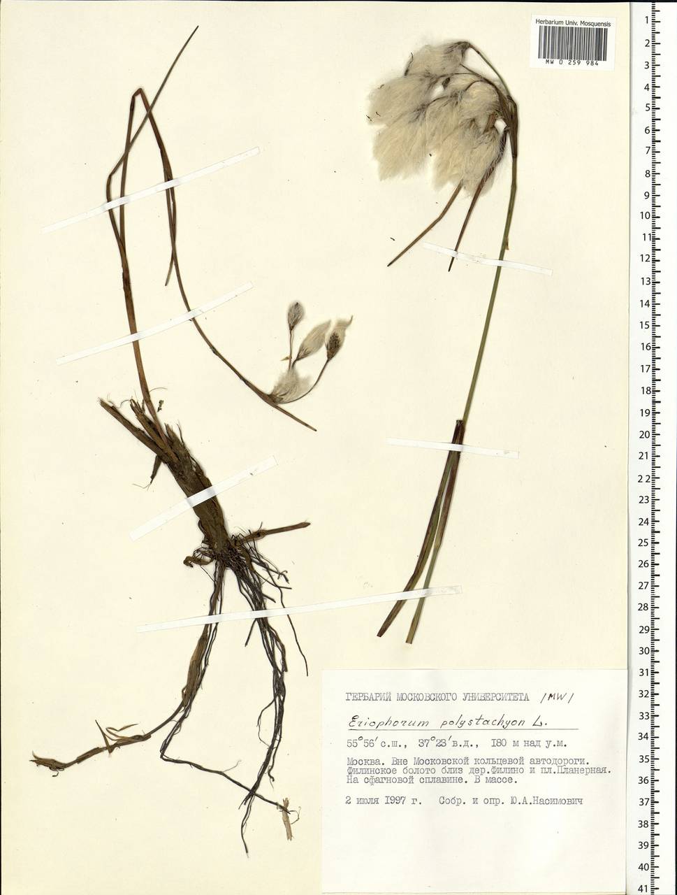 Eriophorum angustifolium Honck., Eastern Europe, Moscow region (E4a) (Russia)
