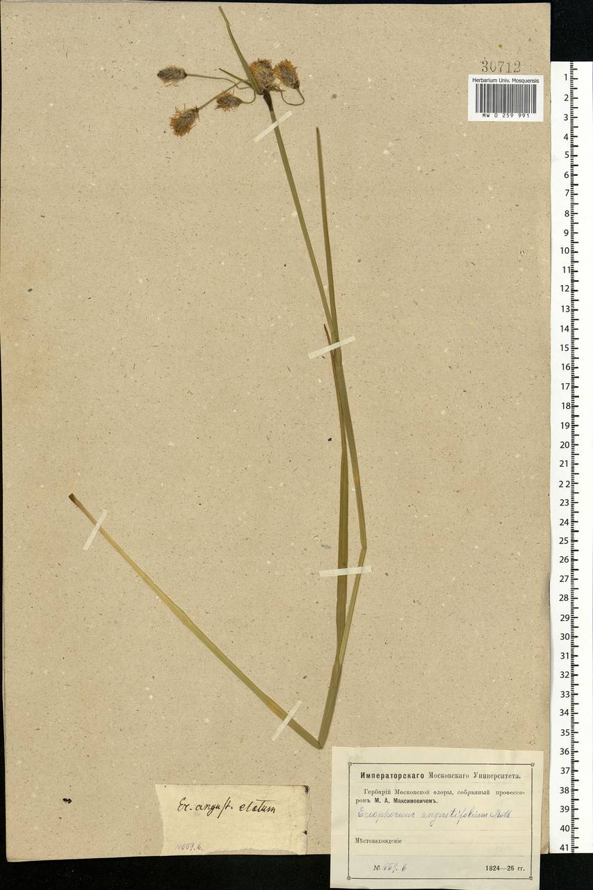 Eriophorum angustifolium Honck., Eastern Europe, Moscow region (E4a) (Russia)