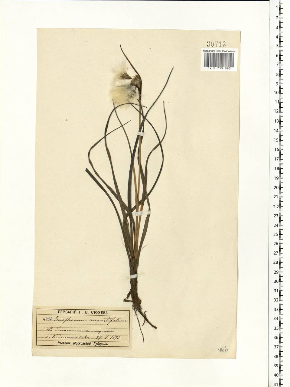 Eriophorum angustifolium Honck., Eastern Europe, Moscow region (E4a) (Russia)