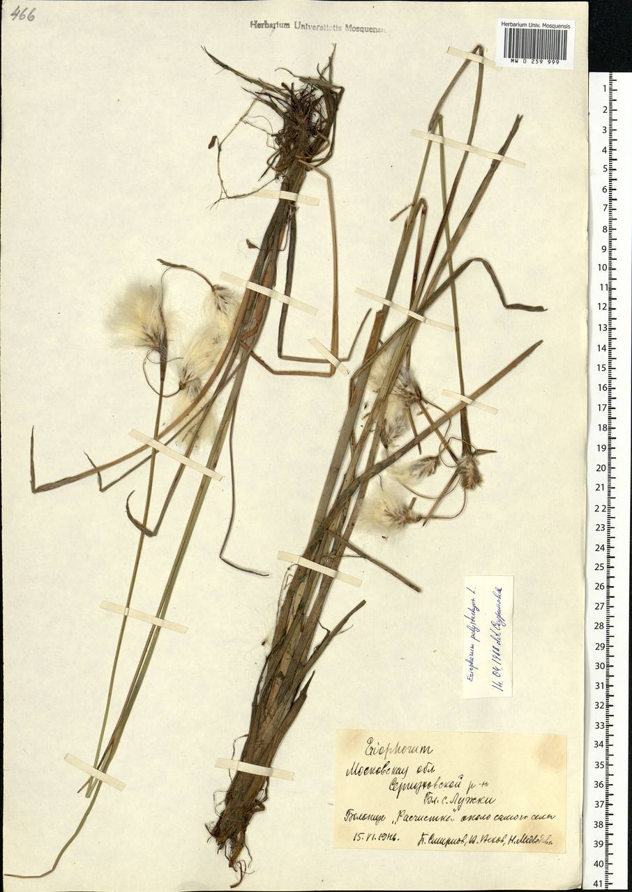 Eriophorum angustifolium Honck., Eastern Europe, Moscow region (E4a) (Russia)