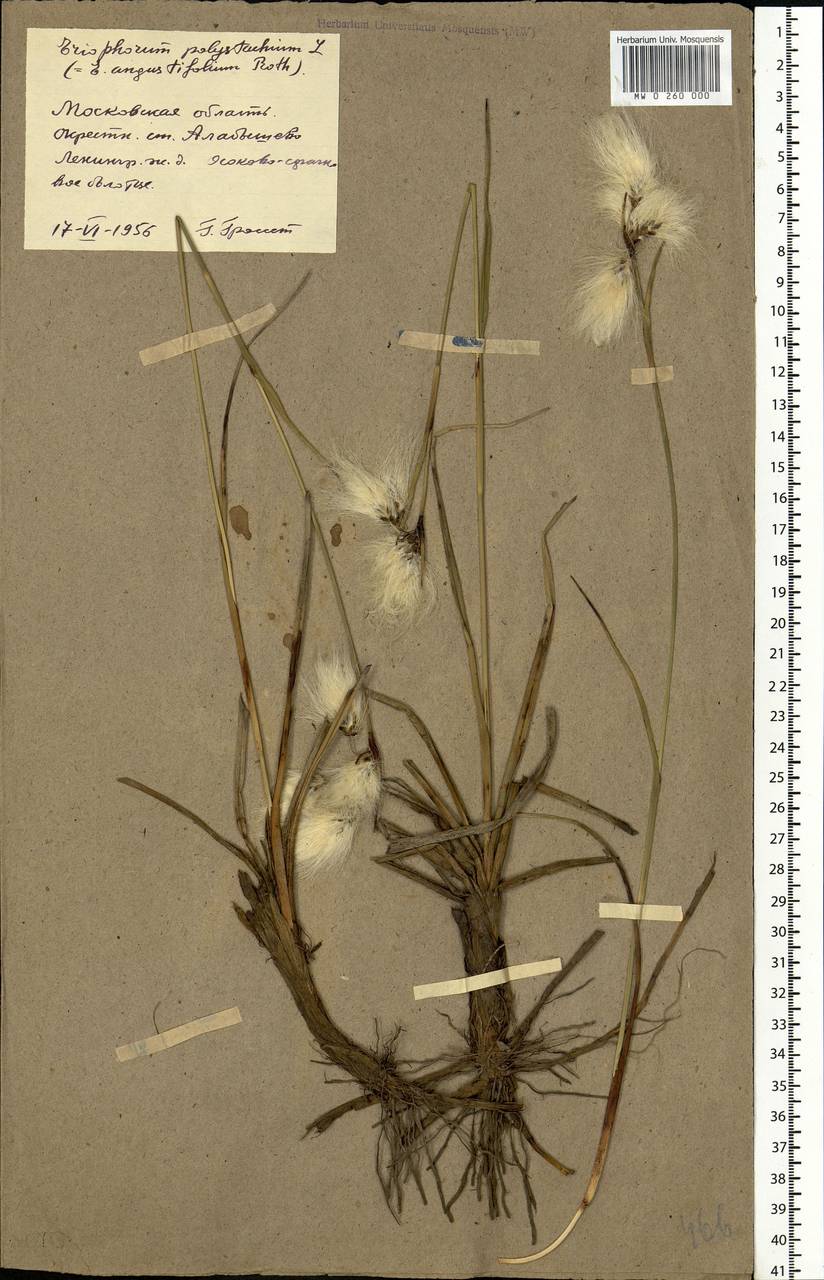 Eriophorum angustifolium Honck., Eastern Europe, Moscow region (E4a) (Russia)