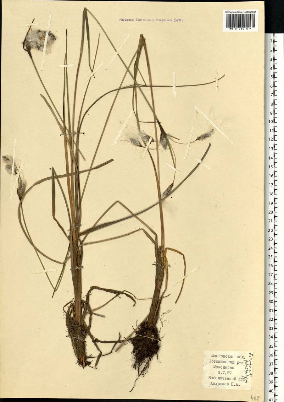 Eriophorum angustifolium Honck., Eastern Europe, Moscow region (E4a) (Russia)