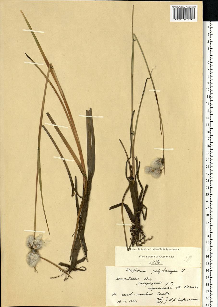 Eriophorum angustifolium Honck., Eastern Europe, Moscow region (E4a) (Russia)