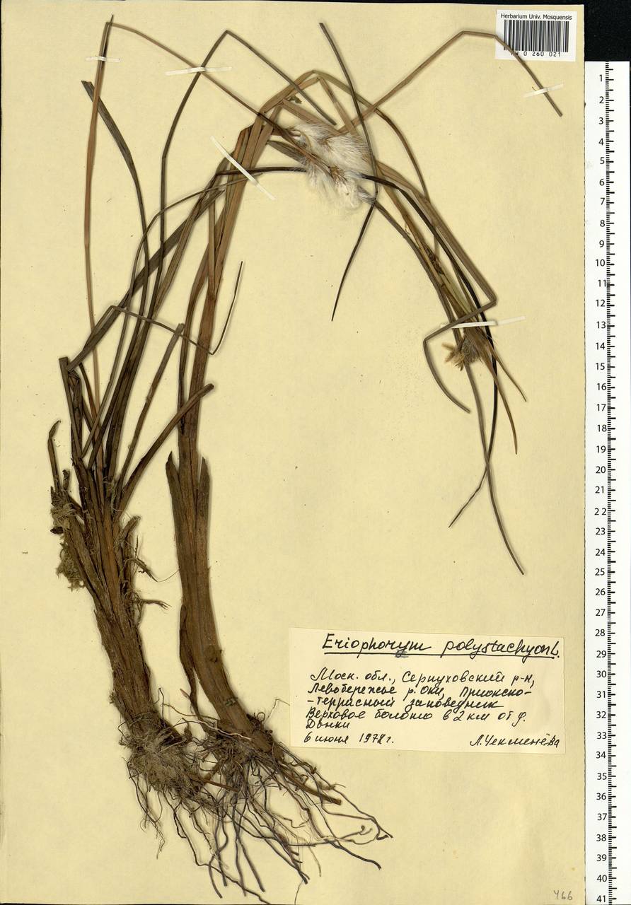 Eriophorum angustifolium Honck., Eastern Europe, Moscow region (E4a) (Russia)