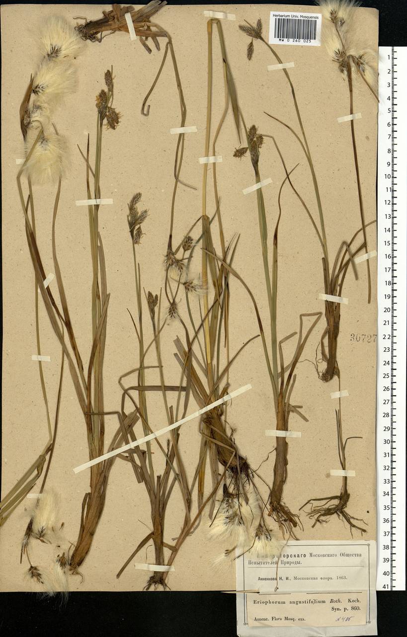 Eriophorum angustifolium Honck., Eastern Europe, Moscow region (E4a) (Russia)