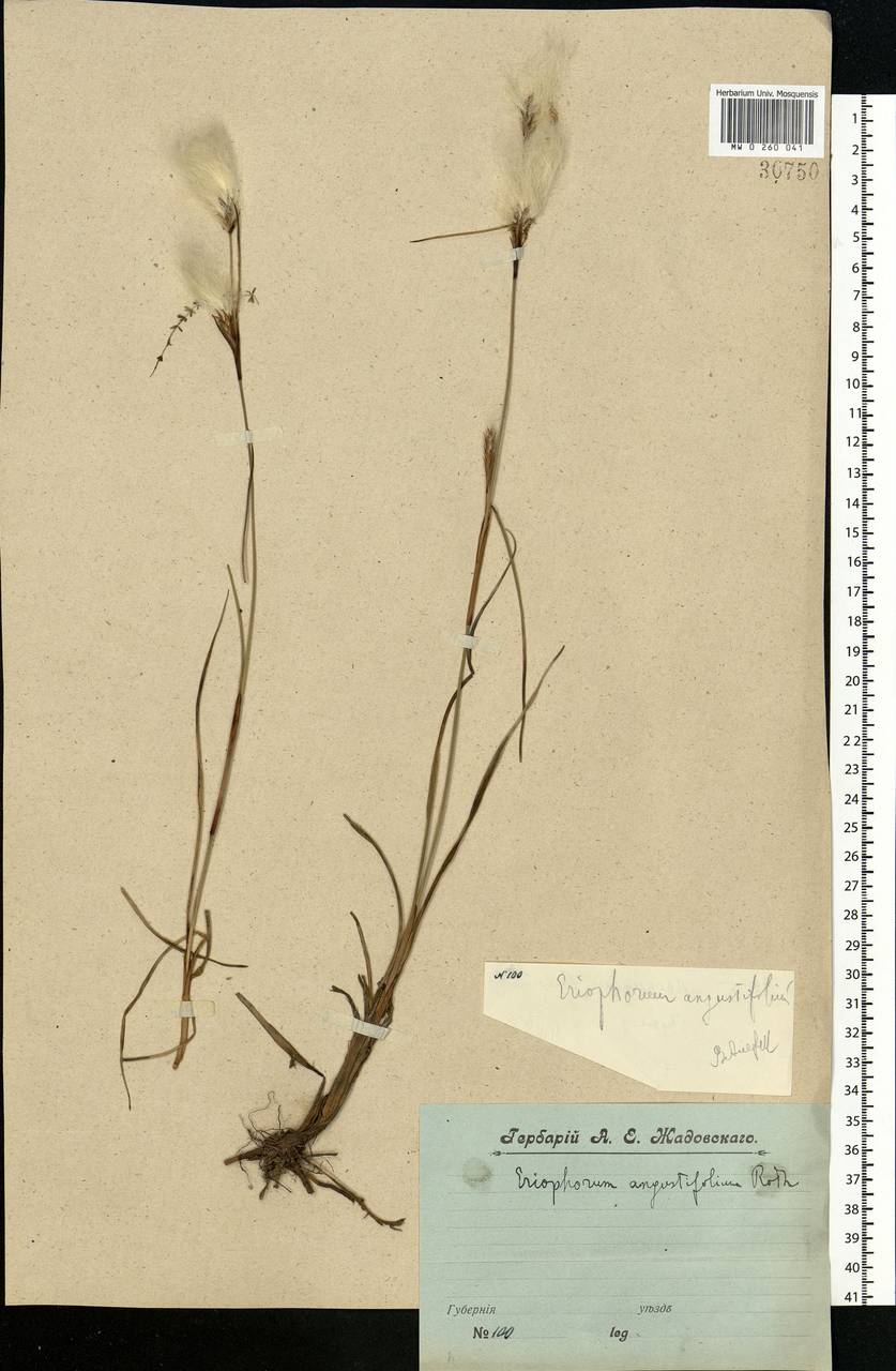 Eriophorum angustifolium Honck., Eastern Europe, Central forest region (E5) (Russia)