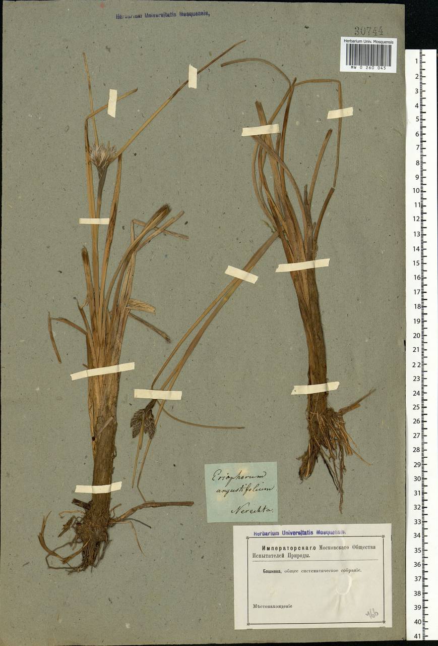 Eriophorum angustifolium Honck., Eastern Europe, Central forest region (E5) (Russia)