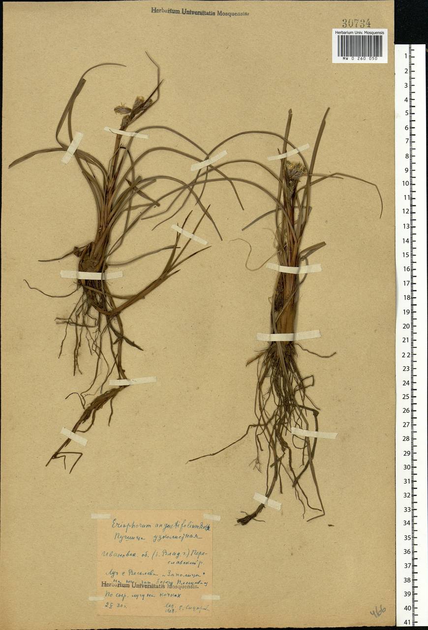 Eriophorum angustifolium Honck., Eastern Europe, Central forest region (E5) (Russia)