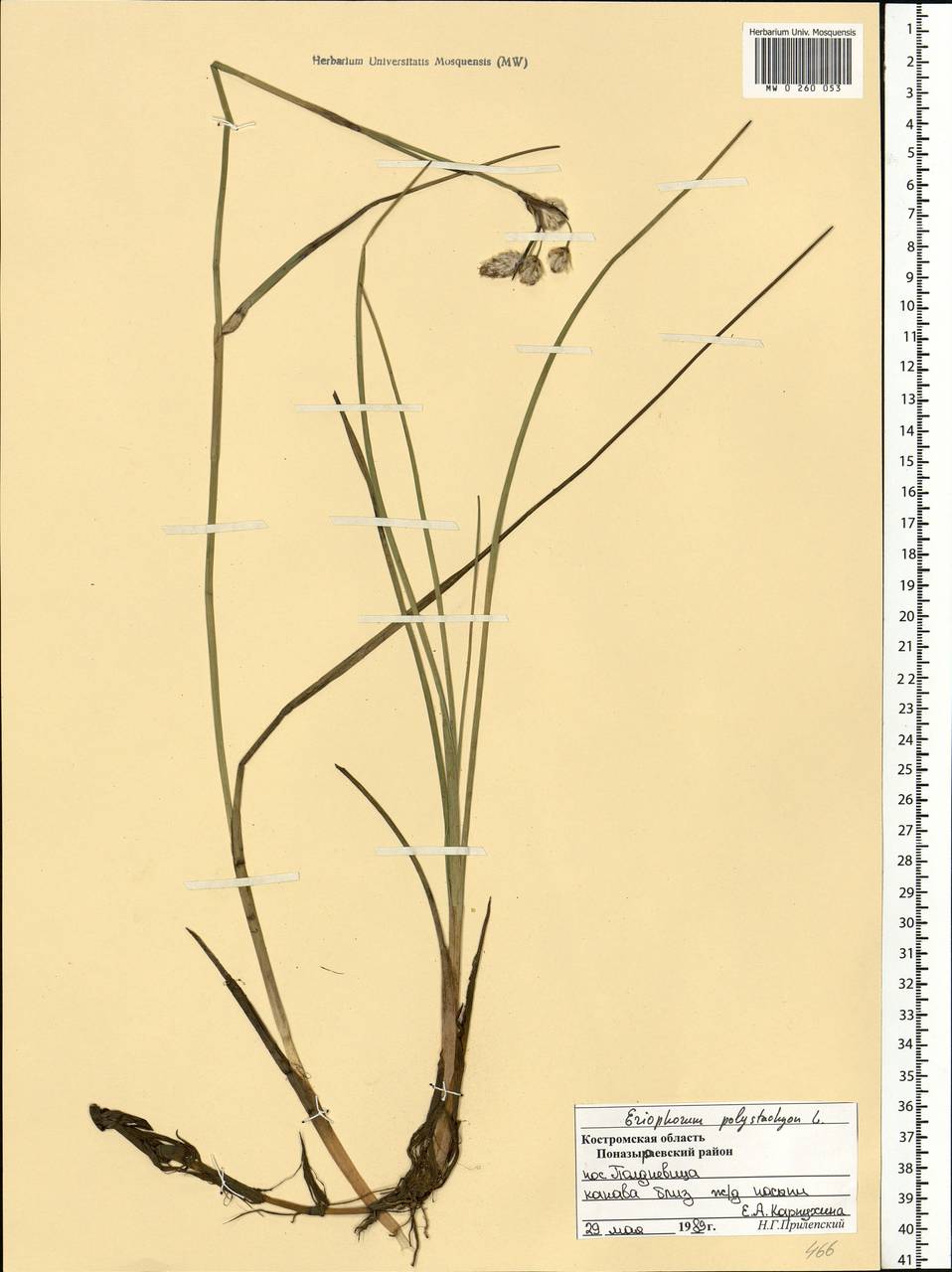 Eriophorum angustifolium Honck., Eastern Europe, Central forest region (E5) (Russia)