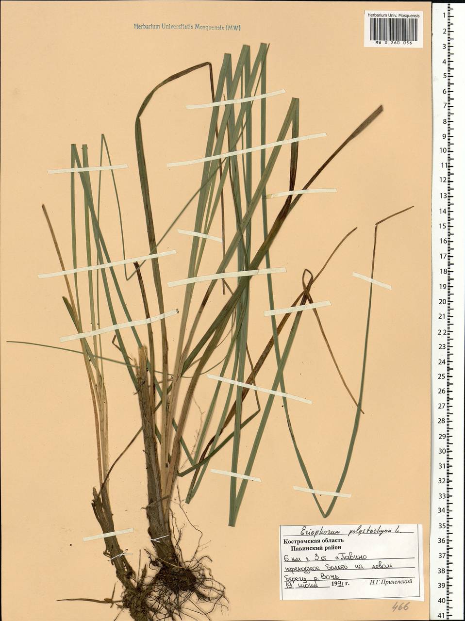 Eriophorum angustifolium Honck., Eastern Europe, Central forest region (E5) (Russia)