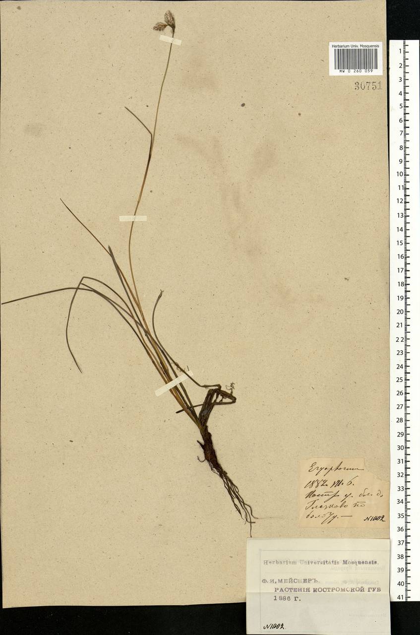 Eriophorum angustifolium Honck., Eastern Europe, Central forest region (E5) (Russia)