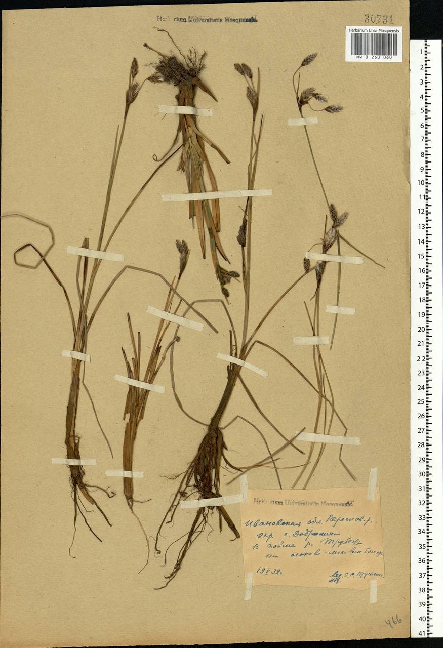 Eriophorum angustifolium Honck., Eastern Europe, Central forest region (E5) (Russia)
