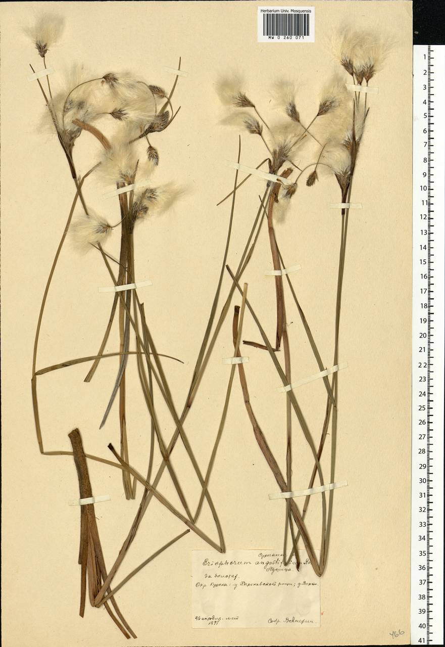 Eriophorum angustifolium Honck., Eastern Europe, Central forest-and-steppe region (E6) (Russia)
