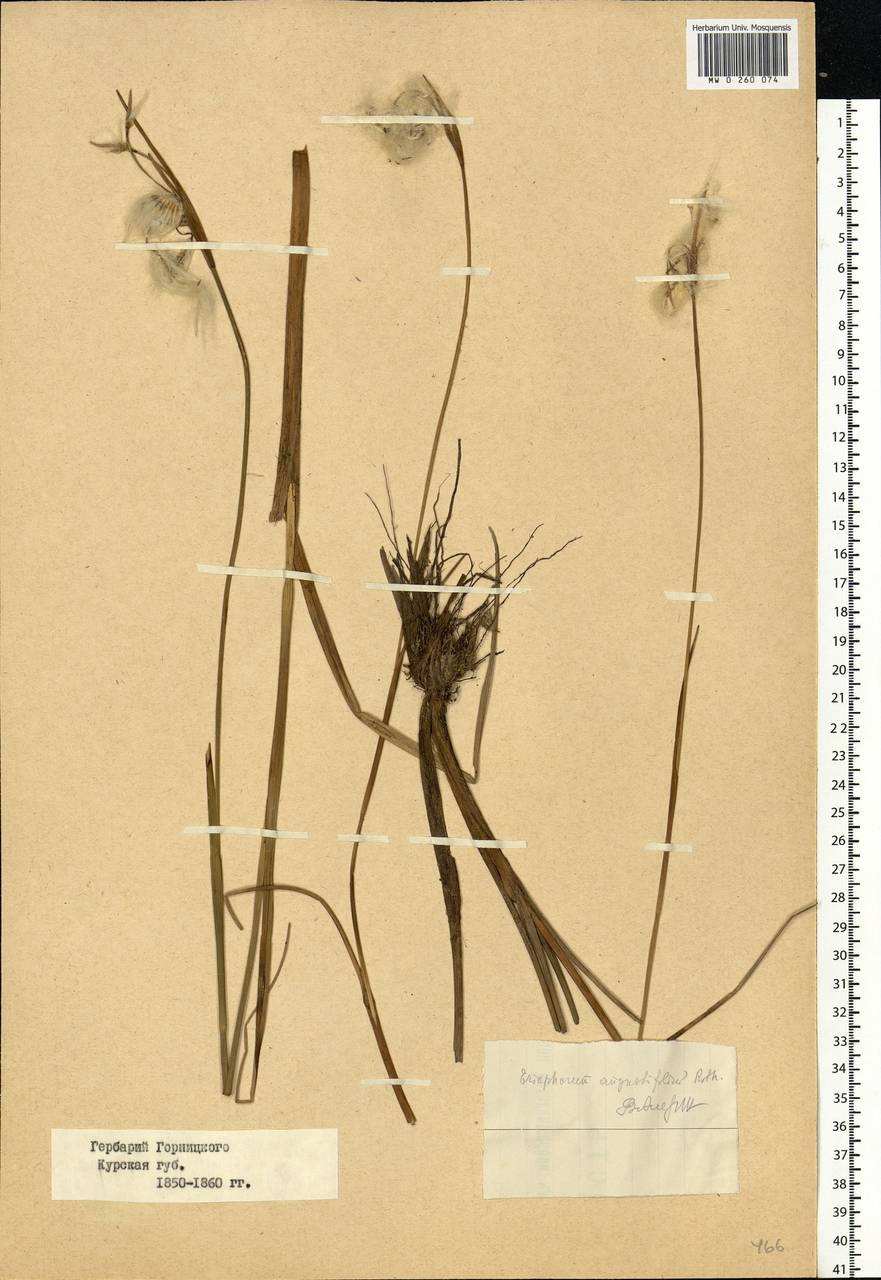 Eriophorum angustifolium Honck., Eastern Europe, Central forest-and-steppe region (E6) (Russia)