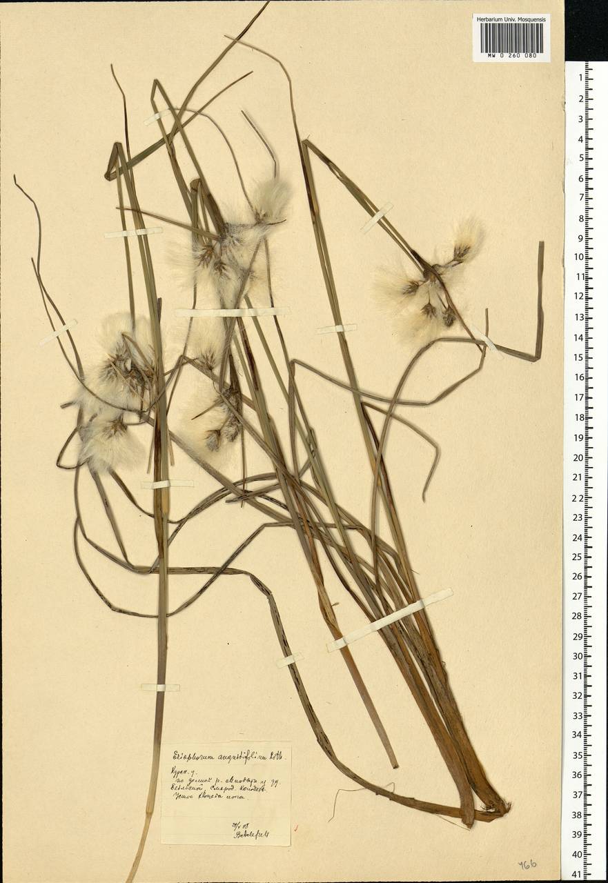 Eriophorum angustifolium Honck., Eastern Europe, Central forest-and-steppe region (E6) (Russia)