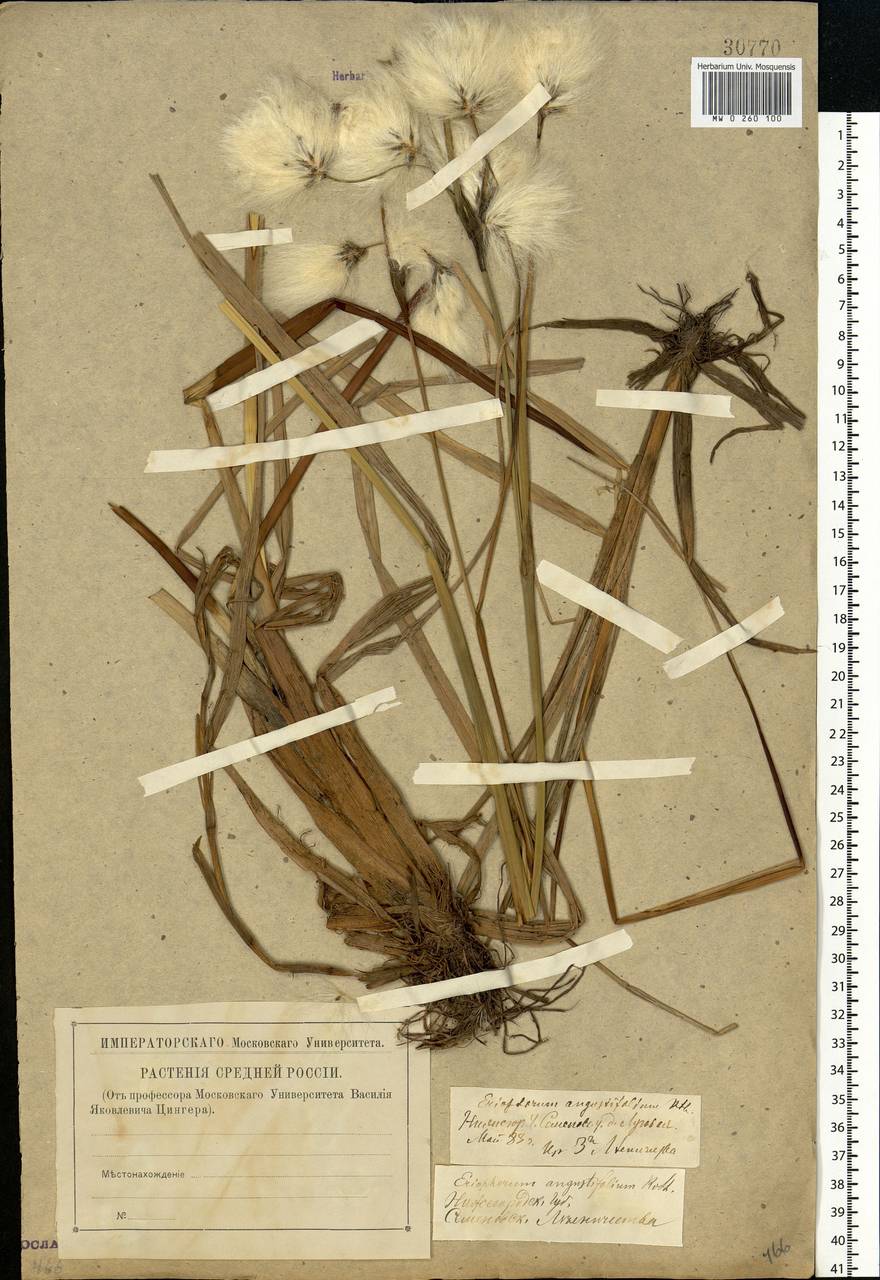Eriophorum angustifolium Honck., Eastern Europe, Volga-Kama region (E7) (Russia)