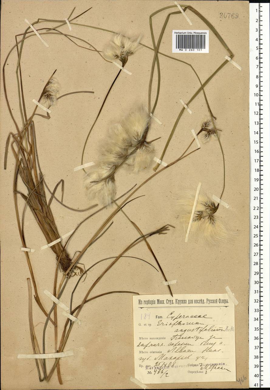 Eriophorum angustifolium Honck., Eastern Europe, Volga-Kama region (E7) (Russia)