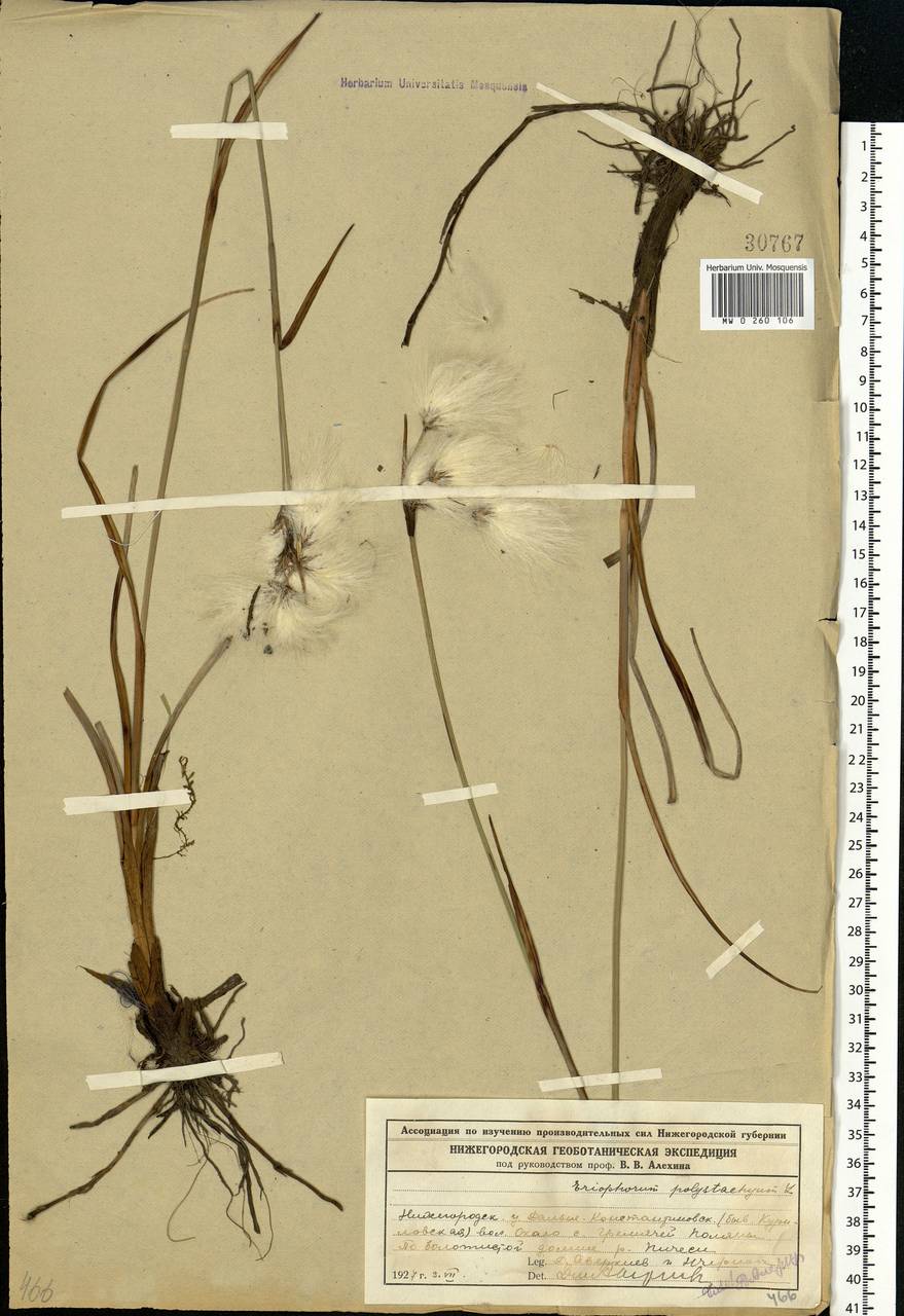 Eriophorum angustifolium Honck., Eastern Europe, Volga-Kama region (E7) (Russia)