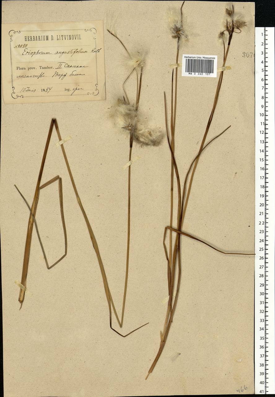 Eriophorum angustifolium Honck., Eastern Europe, Middle Volga region (E8) (Russia)