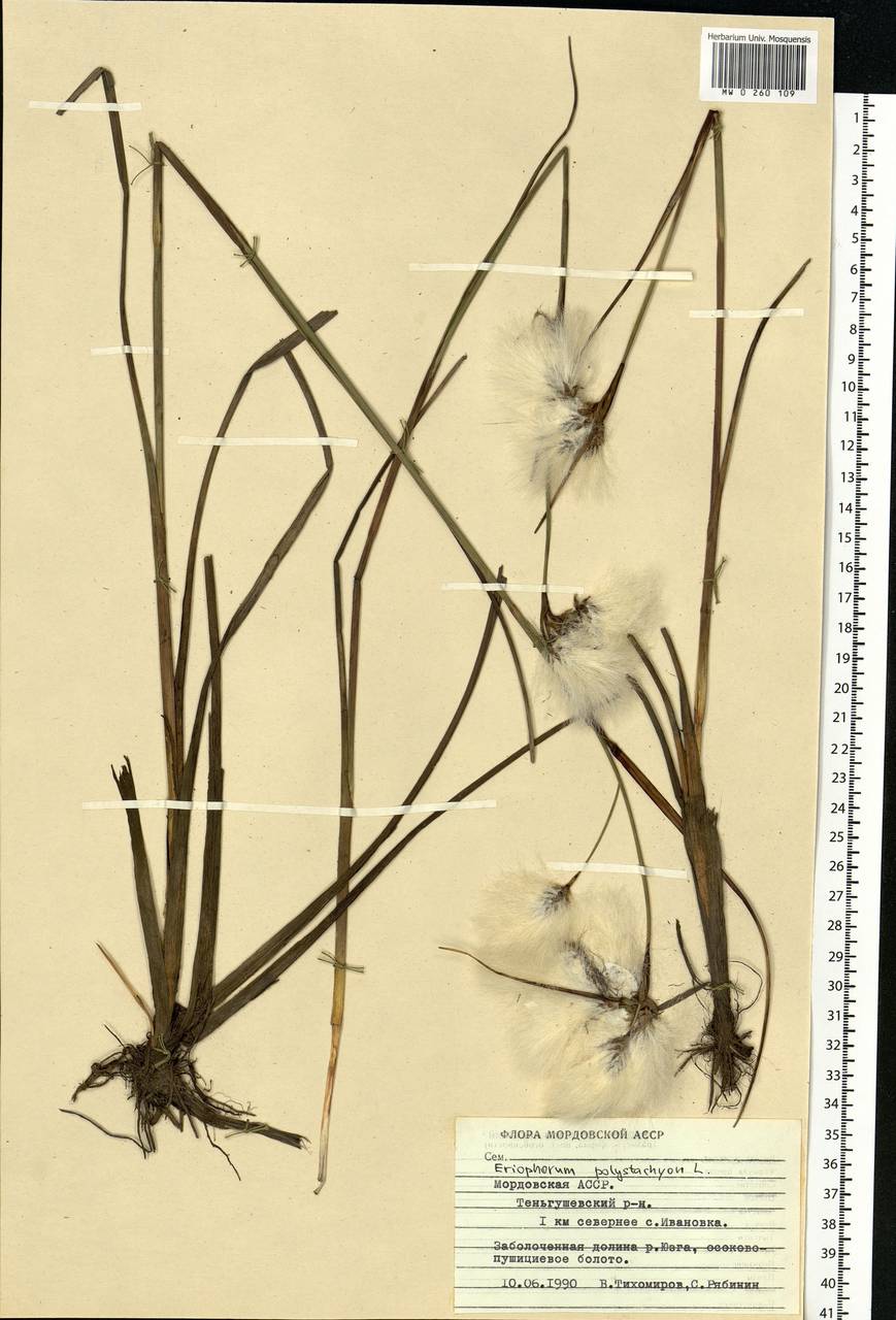 Eriophorum angustifolium Honck., Eastern Europe, Middle Volga region (E8) (Russia)