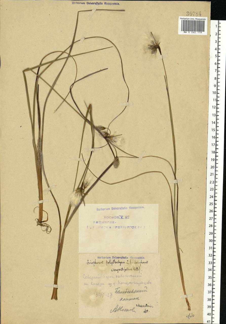 Eriophorum angustifolium Honck., Eastern Europe, Eastern region (E10) (Russia)