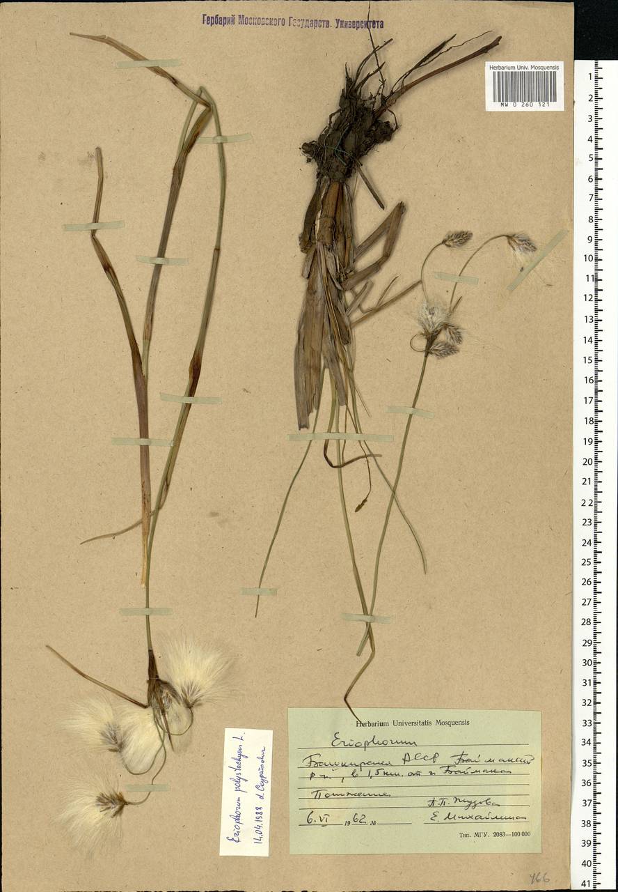 Eriophorum angustifolium Honck., Eastern Europe, Eastern region (E10) (Russia)