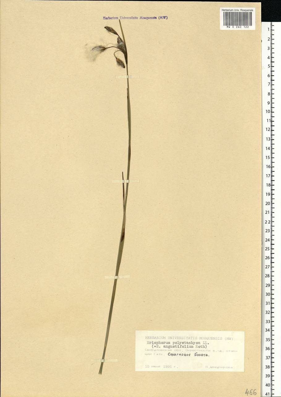 Eriophorum angustifolium Honck., Eastern Europe, Eastern region (E10) (Russia)