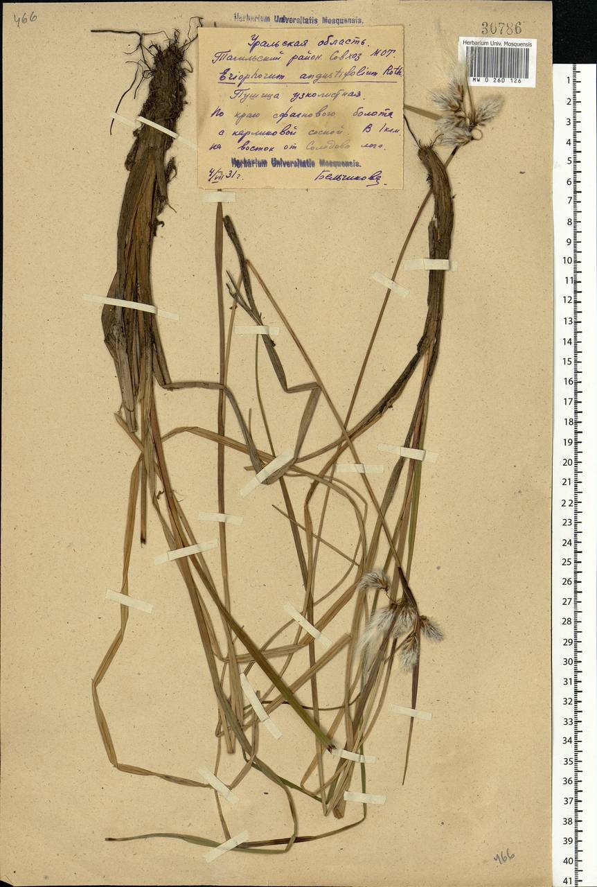 Eriophorum angustifolium Honck., Eastern Europe, Eastern region (E10) (Russia)