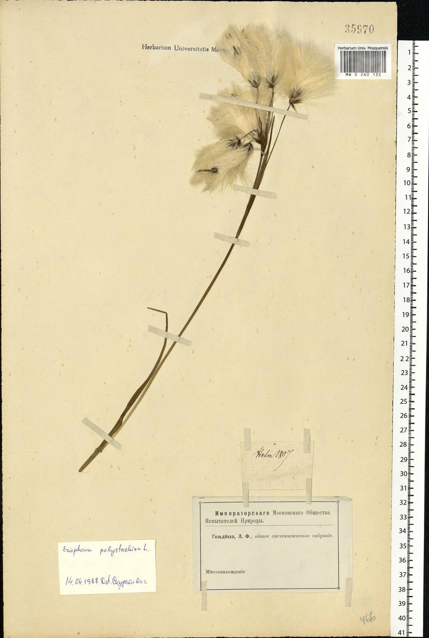 Eriophorum angustifolium Honck., Eastern Europe, South Ukrainian region (E12) (Ukraine)