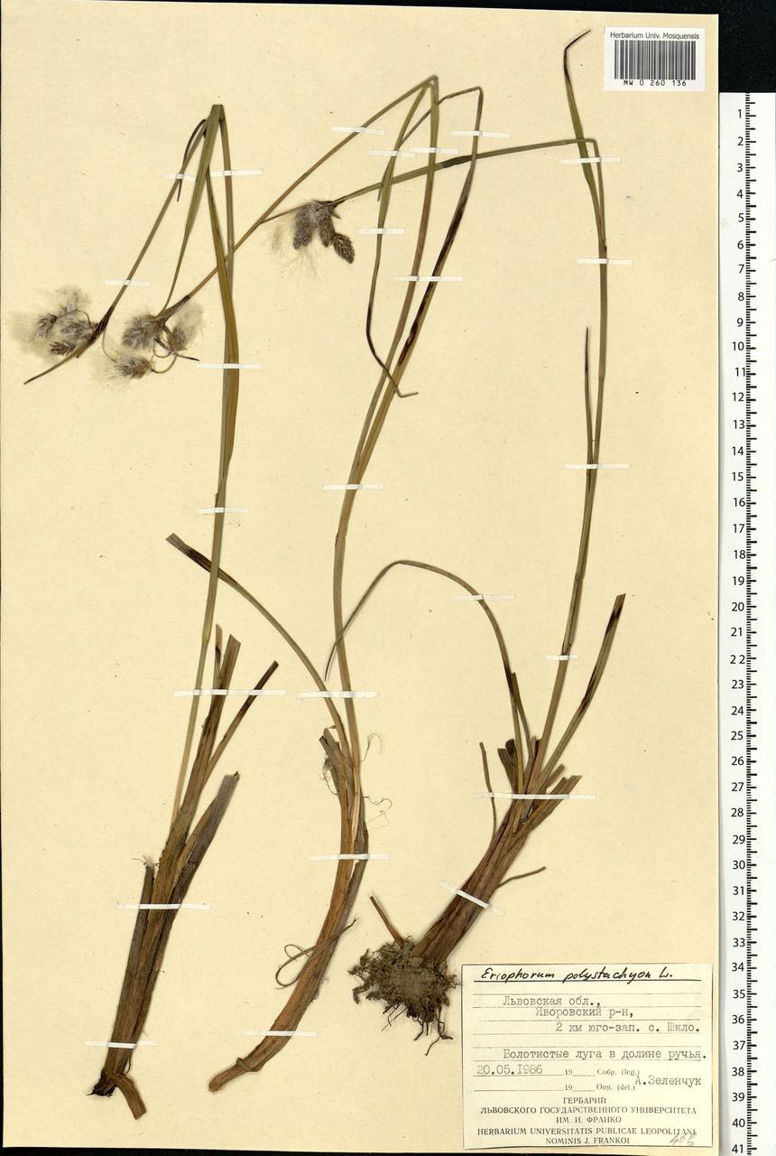 Eriophorum angustifolium Honck., Eastern Europe, West Ukrainian region (E13) (Ukraine)
