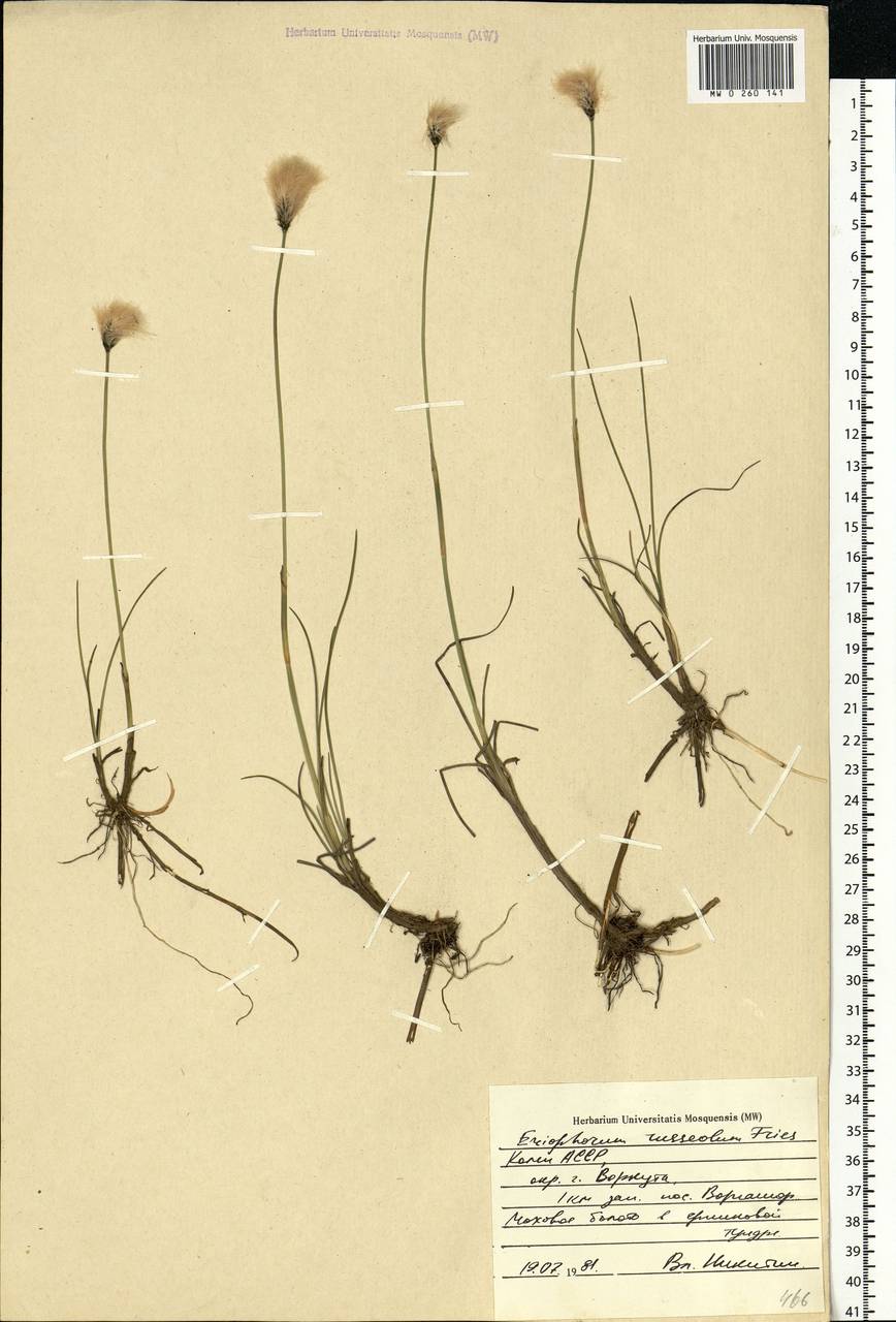 Eriophorum chamissonis C.A.Mey., Eastern Europe, Northern region (E1) (Russia)