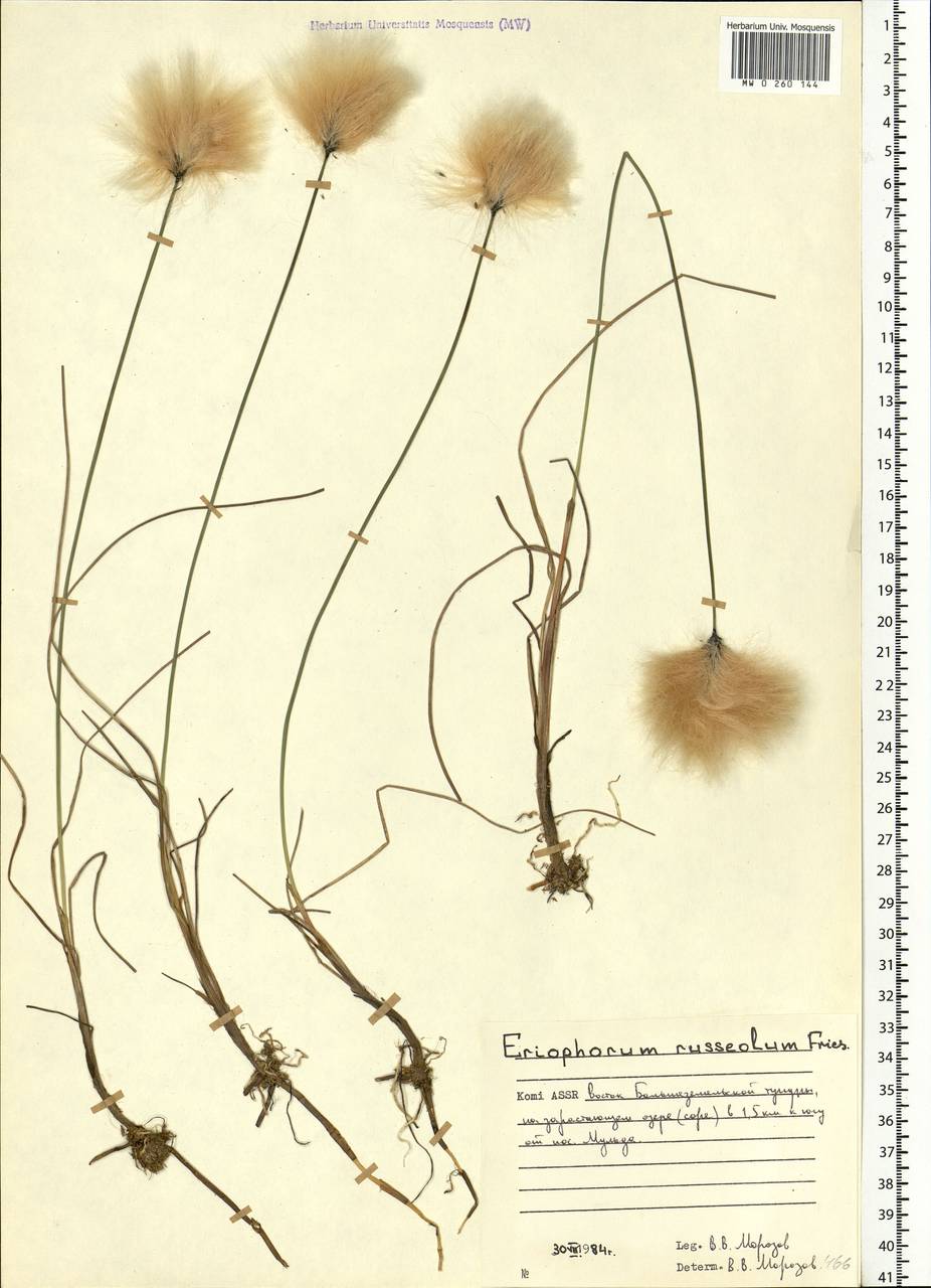 Eriophorum chamissonis C.A.Mey., Eastern Europe, Northern region (E1) (Russia)