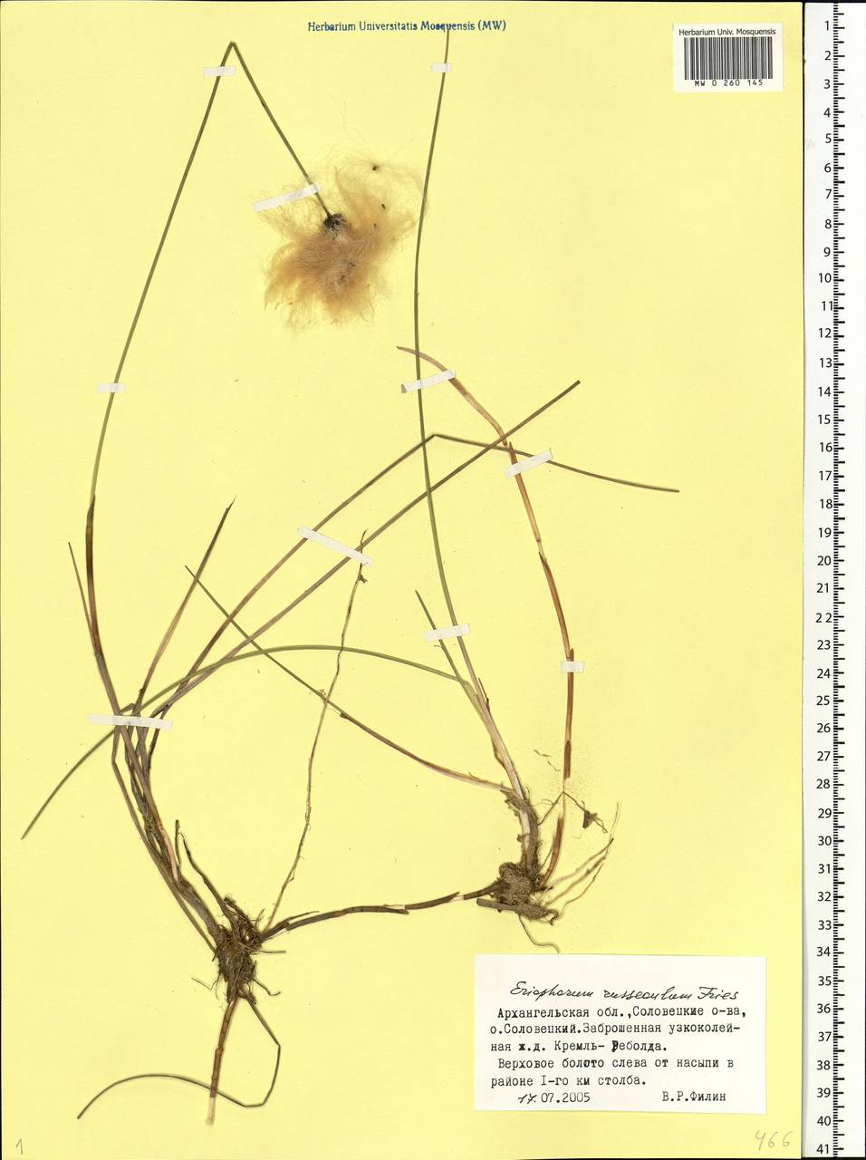 Eriophorum chamissonis C.A.Mey., Eastern Europe, Northern region (E1) (Russia)