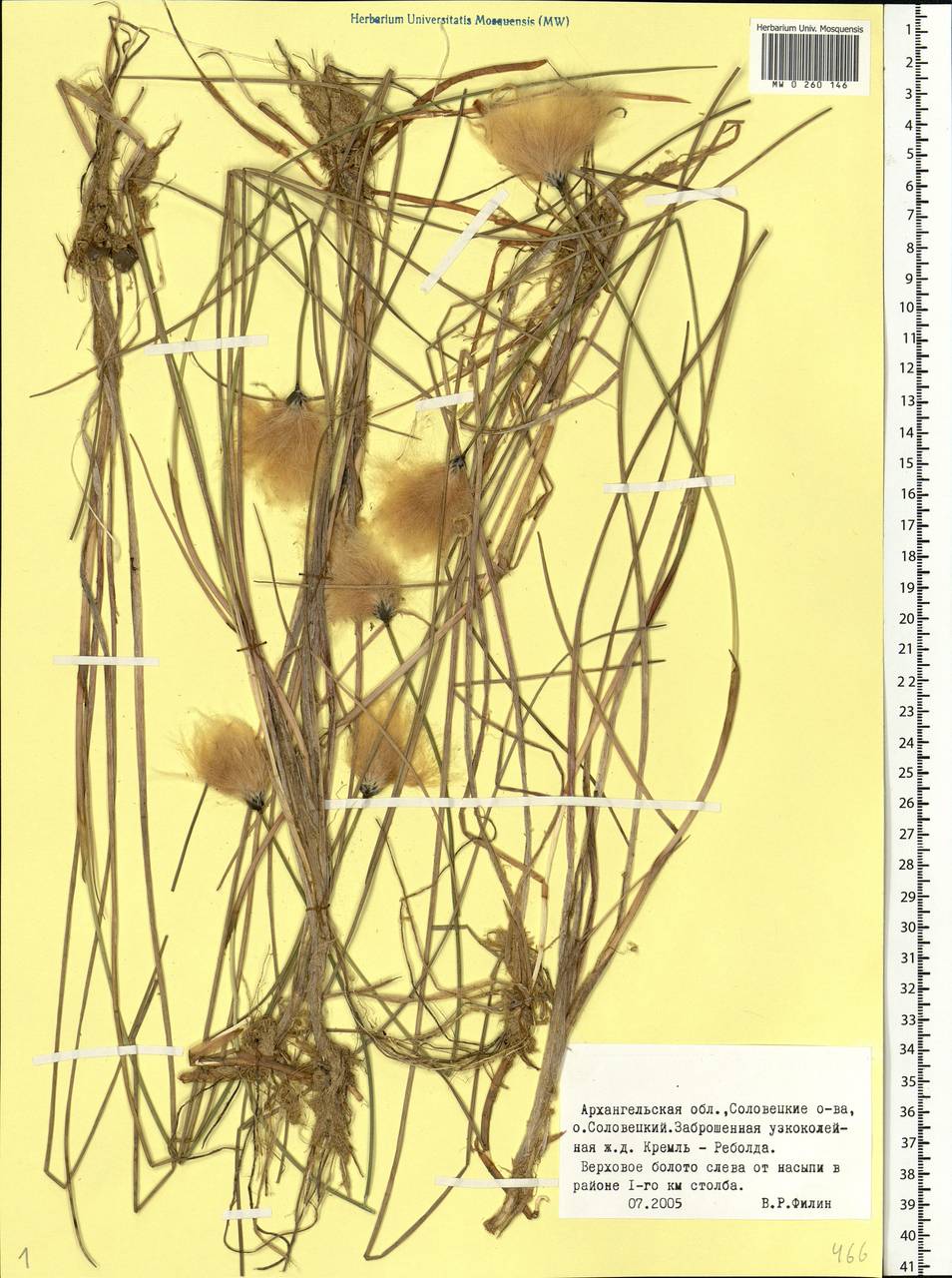 Eriophorum chamissonis C.A.Mey., Eastern Europe, Northern region (E1) (Russia)