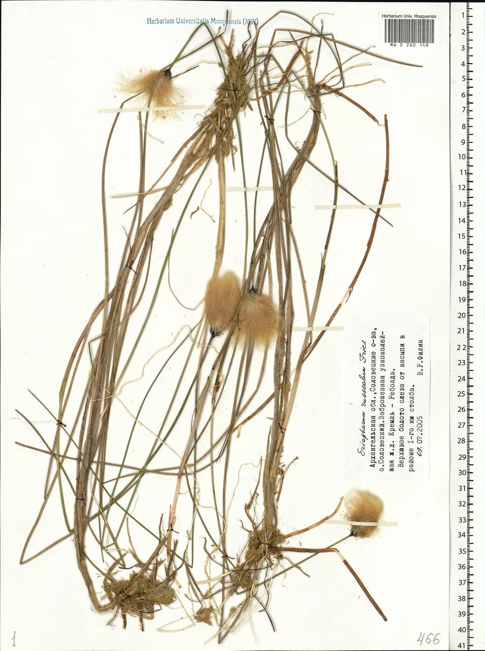 Eriophorum chamissonis C.A.Mey., Eastern Europe, Northern region (E1) (Russia)