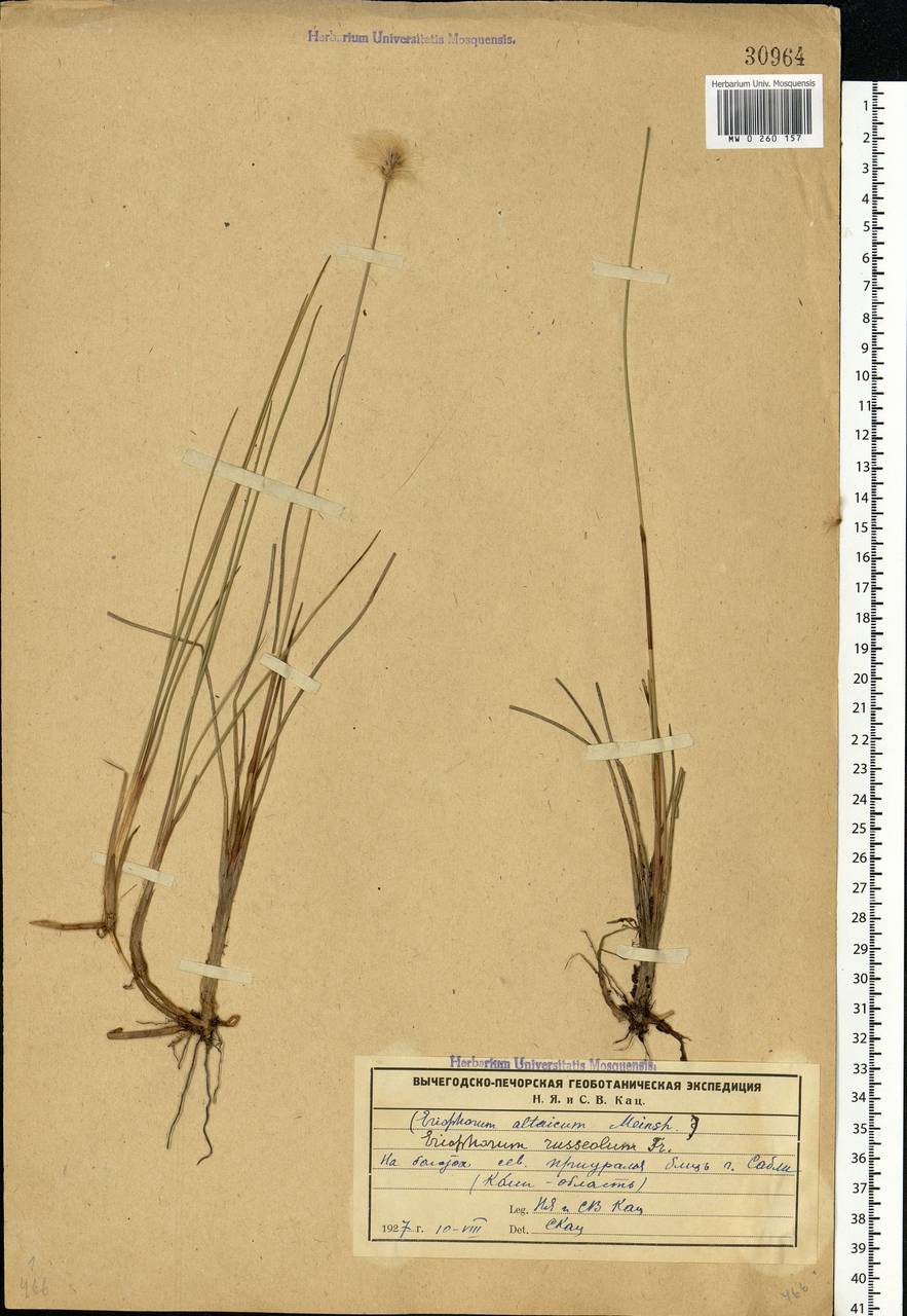 Eriophorum chamissonis C.A.Mey., Eastern Europe, Northern region (E1) (Russia)